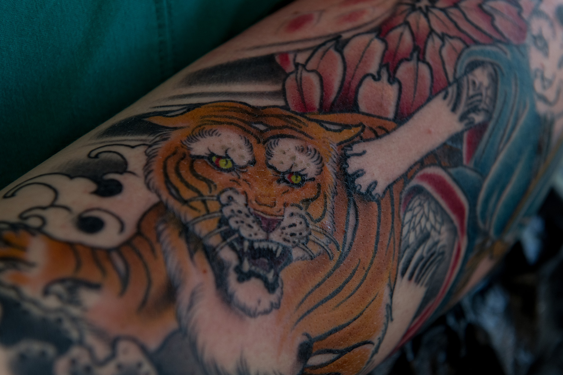 japanese tiger